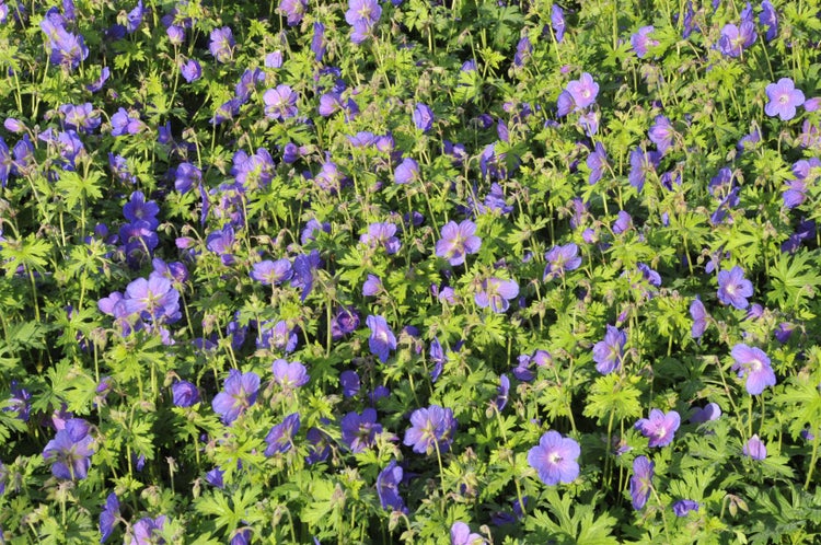 Geranium himalayense 'Gravetye', Storchschnabel, blauviolett, ca. 9x9 cm Topf