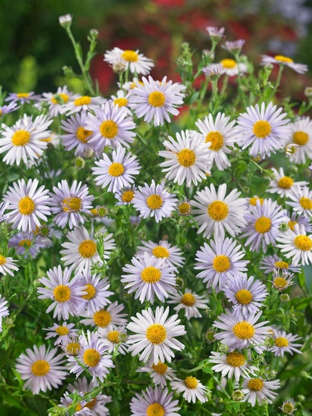 Kalimeris incisa 'Madiva', Japanische Aster, lila, ca. 9x9 cm Topf