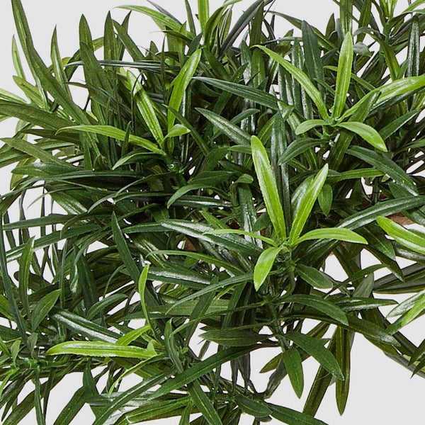 Nahaufnahme einer Pflanze mit dichten, schmalen grünen Blättern.