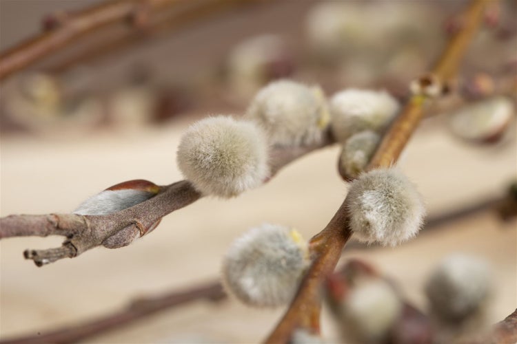 Salix caprea 'Nico', Kätzchenweide, 60 cm Stammhöhe