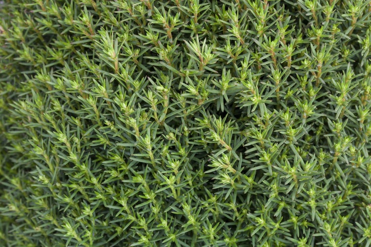 Thuja occidentalis 'Teddy', Kugel-Lebensbaum, kompakt, 20–25 cm