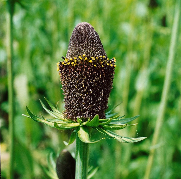 Rudbeckia occidentalis 'Green Wizard', schwarz-grün, ca. 9x9 cm Topf