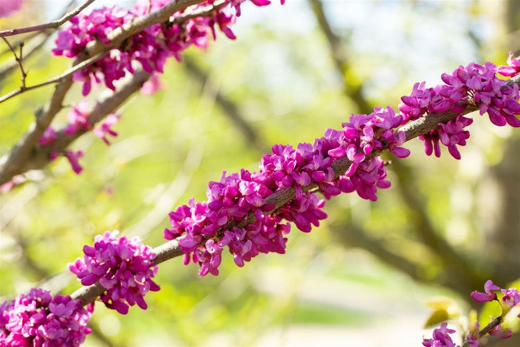 Cercis chinensis 'Avondale', Judasbaum, purpurrosa, 40–60 cm