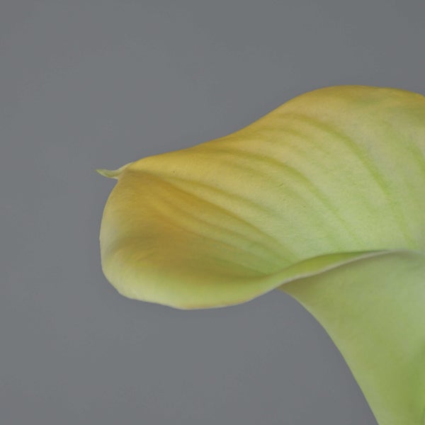 Nahaufnahme einer Calla-Blüte mit orange-grünem Hochblatt und gelbem Blütenkolben.