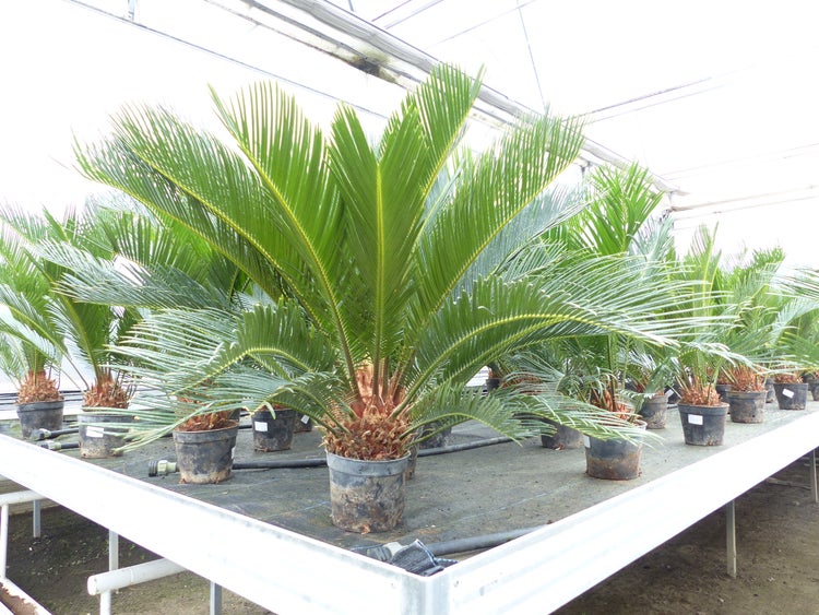 Cycas Revoluta Bonsai 40 - 60 cm Palmfarn Sagopalme Palme, innen + außen