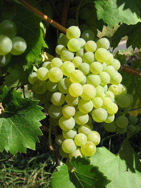 Eine Traube mit hellen Weintrauben an einem Weinstock mit grünen Blättern.
