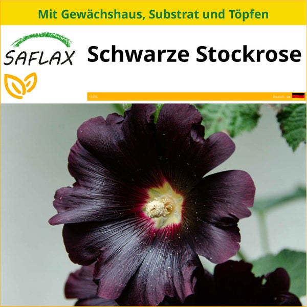 SAFLAX Anzucht Set - Schwarze Stockrose - Alcea rosea nigra - 100 Samen - Mit Mini-Gewächshaus, Anzuchtsubstrat und 2 Töpfen