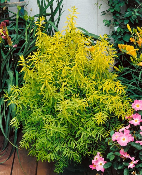 Spiraea thunbergii, Thunbergs Spiere, weiß, 40–60 cm