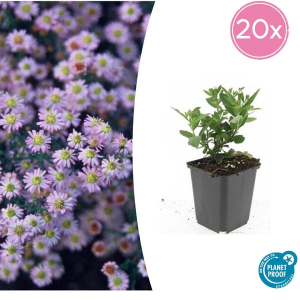 Zierstaude - Wilde Aster - Aster ageratioides 'Stardust' - 9cm Topf - Set mit 20 Pflanzen