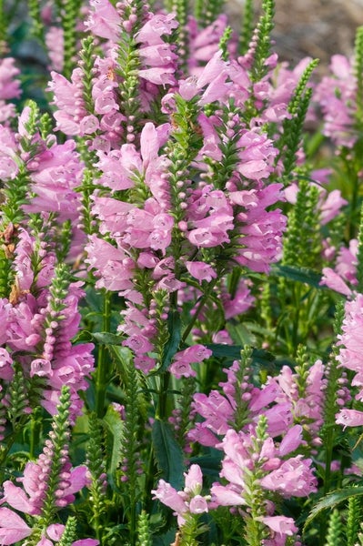 Physostegia virginiana 'Bouquet Rose', rosa, ca. 9x9 cm Topf