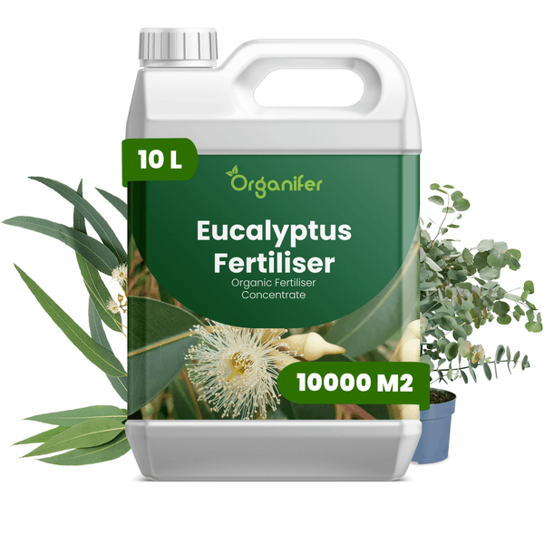 Organifer Eukalyptus-Dünger, 10 Liter organisches Düngerkonzentrat für 10000 Quadratmeter, Kanister mit Eukalyptuspflanze.