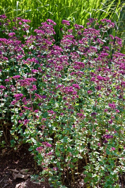 Origanum laevigatum 'Rosenkuppel', Oregano, rosa Blüten, ca. 9x9 cm Topf