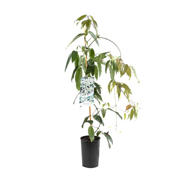 Im Topf gezogene Clematis-Pflanze mit Rankhilfe