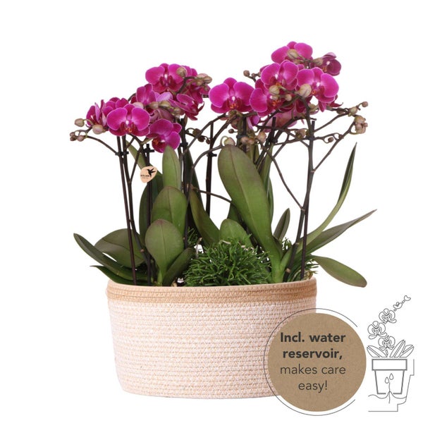 Kolibri Orchids lila Pflanzenset im Baumwollkorb inkl. Wassertank drei lila Orchideen Morelia 9cm und drei Grünpflanzen Rhipsalis Dschungelstrauß lila mit autarkem Wassertank