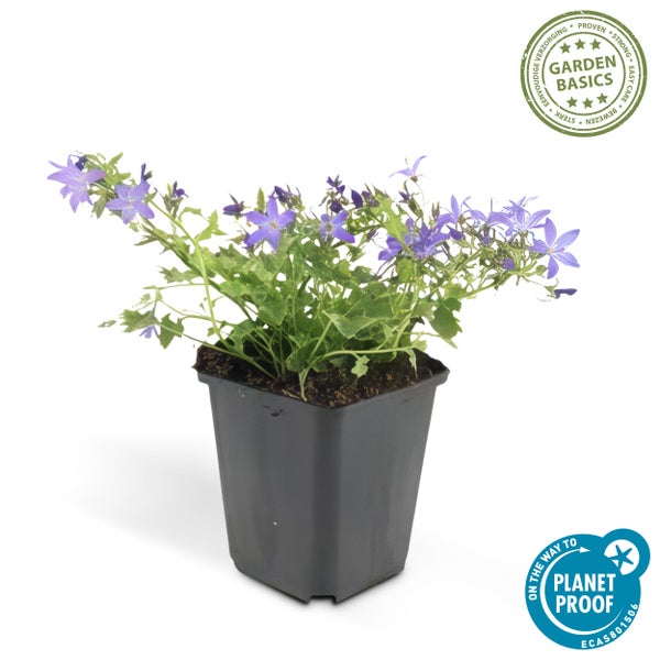 Blaue Campanula Glockenblume im Kunststofftopf, Garden Basics Logo und PlanetProof Siegel für nachhaltigen Anbau.
