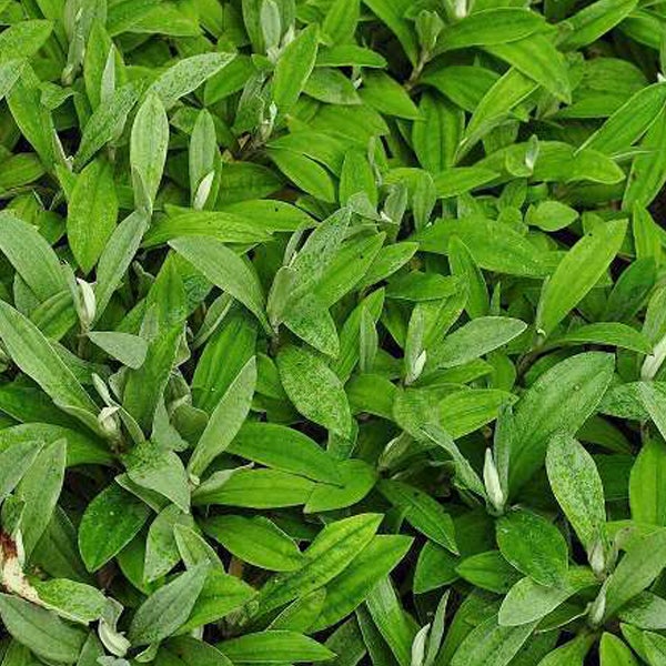 Dichtes Immergrün-Pflanzenbeet mit grünen Blättern