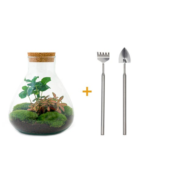 Flaschengarten Sammie DIY-Pflanzenterrarium 27cm mit Kaffeepflanze incl. Rechen und Schaufel