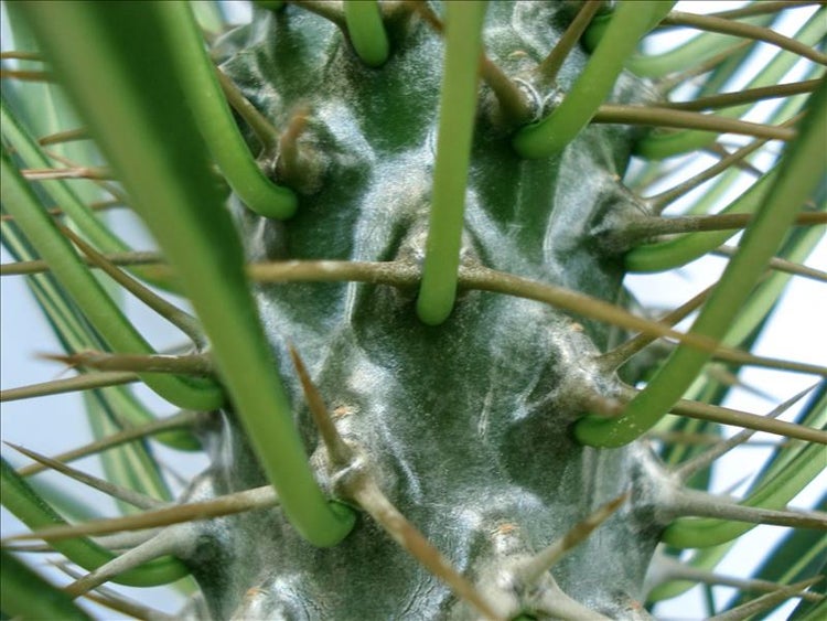 Pachypodium lameri - Echte Madagaskar-Palme - 12cm Topf