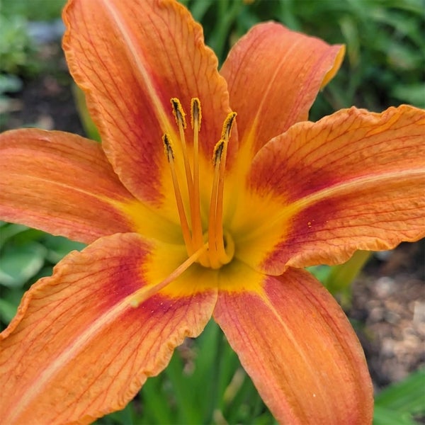 Orangefarbene Taglilie in voller Blüte mit Staubblättern.