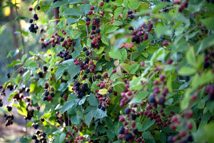 Rubus fruticosus 'Thornless Evergreen', Brombeere, dornenlos, 30–40 cm