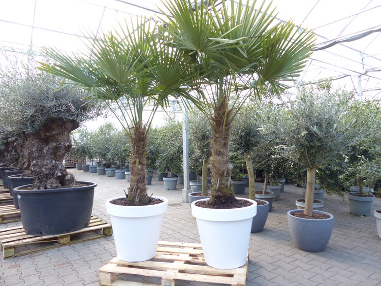 Zwei Hanfpalmen Trachycarpus fortunei in großen weißen Kunststofftöpfen auf einer Holzpalette in einem hellen Gewächshaus.