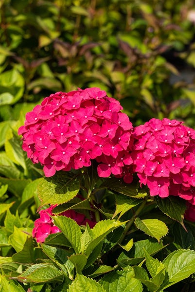 Nahaufnahme einer rosa Hortensie mit grünen Blättern