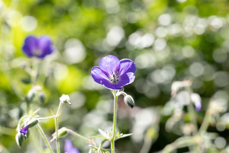 Geranium pratense, Wiesen-Storchschnabel, blauviolett, ca. 9x9 cm Topf