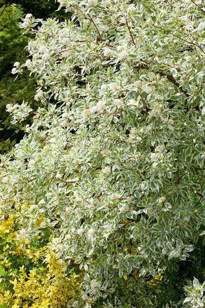 Dekorativer Hartriegelbaum mit weißen Blüten und Blättern