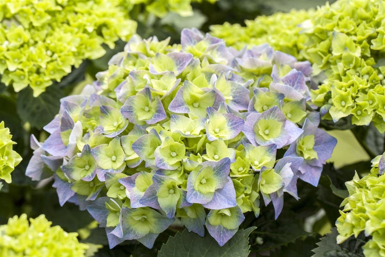 Hydrangea macrophylla 'Bela', Hortensie, rosa, 40–60 cm