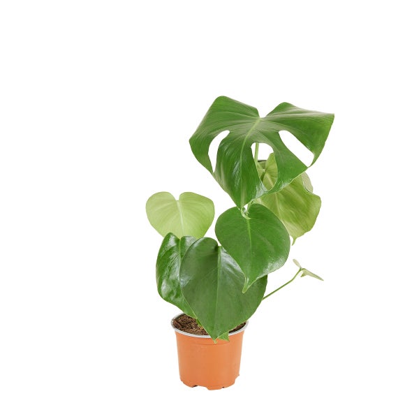 Bloomique - Monstera Deliciosa - Fensterblatt - Zimmerpflanzen - Pflegeleicht - Luftreinigend - Höhe 30-40 cm - Topf 12 cm