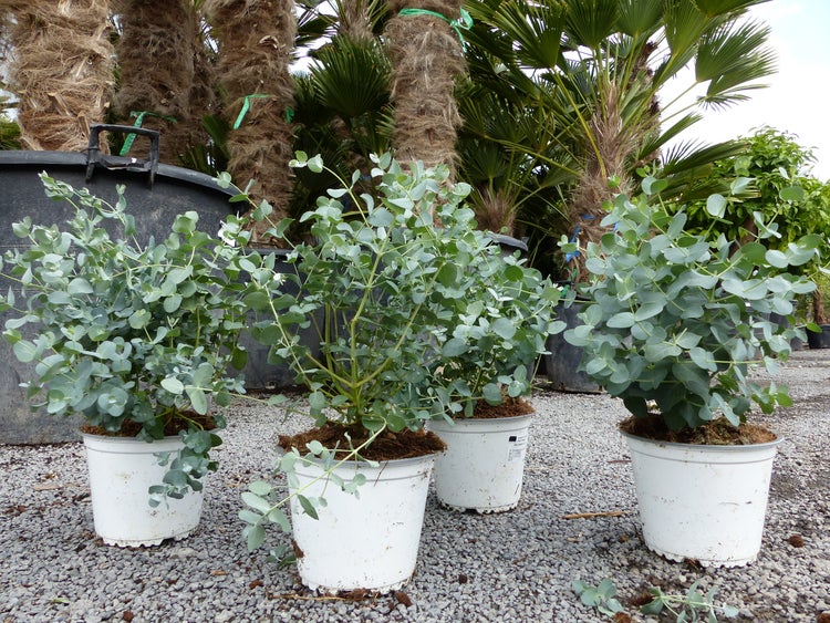 4 Stück Eucalyptus Gunni Gunnii Busch Kugel Eukalyptusbaum, Höhe 20 - 25 cm Pflanze winterhart