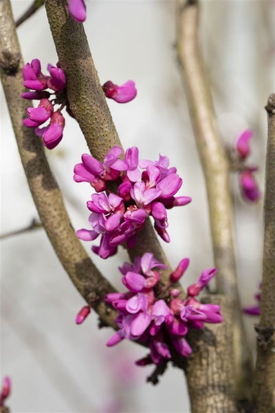 Cercis chinensis 'Avondale', Judasbaum, purpurrosa, 40–60 cm