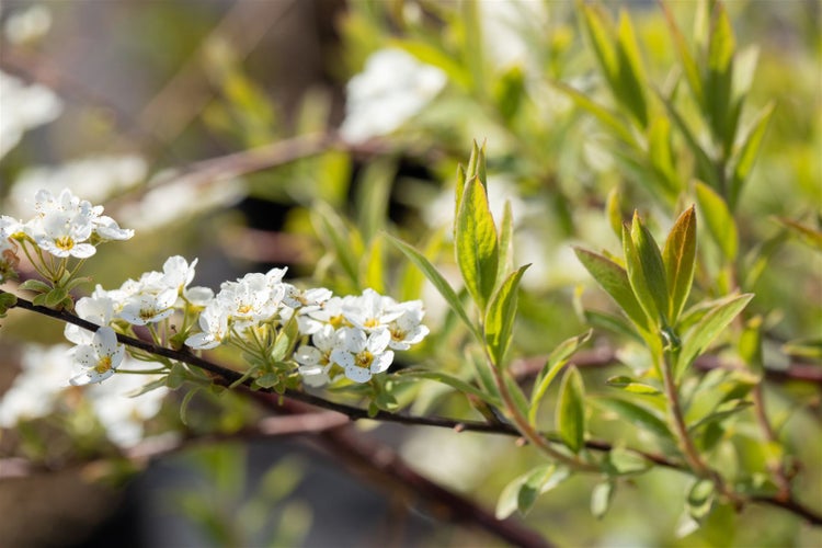 Spiraea cinerea 'Grefsheim', Asch-Spiere, weiß, 60–80 cm