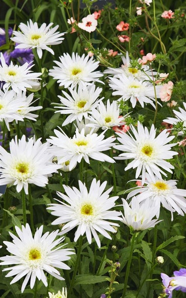 Leucanthemum x superbum 'Christine Hagemann', Margerite, weiß, ca. 9x9 cm Topf
