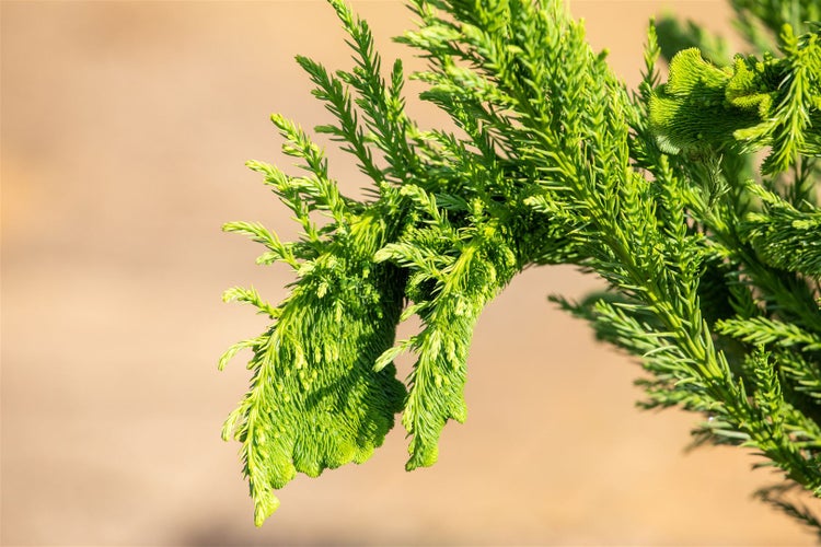 Cryptomeria japonica 'Cristata', Japanische Sicheltanne, 25–30 cm