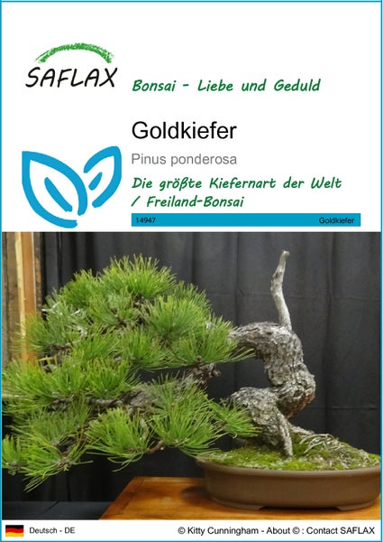 SAFLAX  - Goldkiefer - Pinus ponderosa - 20 Samen