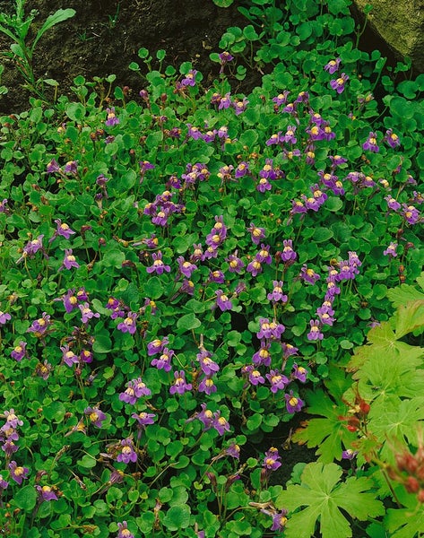 Cymbalaria hepaticifolia, Leberblümchen, ca. 9x9 cm Topf