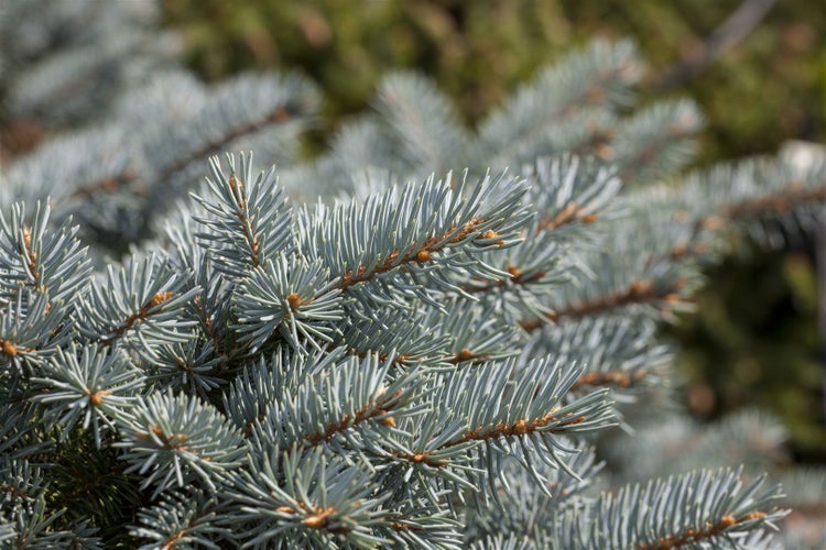 Picea pungens 'Glauca Globosa', Blautanne, kompakt, 25–30 cm