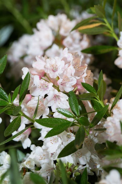 Rhododendron micranthum 'Bloombux' -R-, immergrün, 25–30 cm