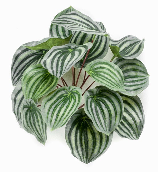 Künstliche Peperomia Pflanze mit gestreiften Blättern für die Innendekoration.