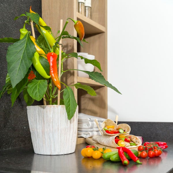 Chili-Pflanze in weißem Topf auf einer Küchenarbeitsplatte neben gefüllten Wraps und frischem Gemüse.
