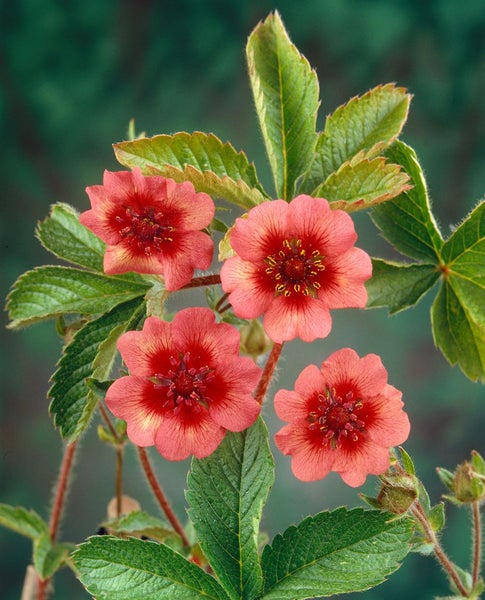 Potentilla nepalensis 'Miss Willmott', Fingerstrauch, rosa, ca. 9x9 cm Topf
