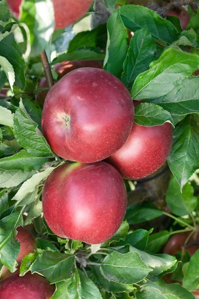 Malus 'Idared', Apfelbaum, 150–200 cm