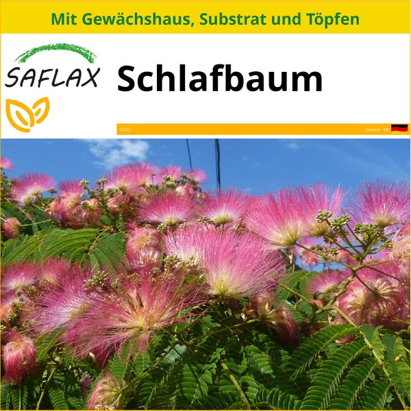 SAFLAX Anzucht Set - Schlafbaum - Albizia julibrissin - 50 Samen - Mit Mini-Gewächshaus, Anzuchtsubstrat und 2 Töpfen