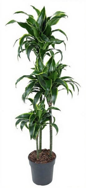 Dracaena fragrans Zimmerpflanze im Topf mit drei Stämmen und langen spitzen Blättern.
