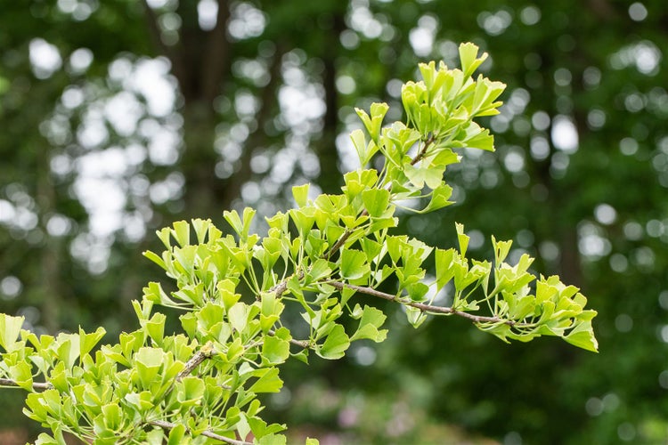 Ginkgo biloba 'Tubifolia', Fächerblattbaum, 40–60 cm