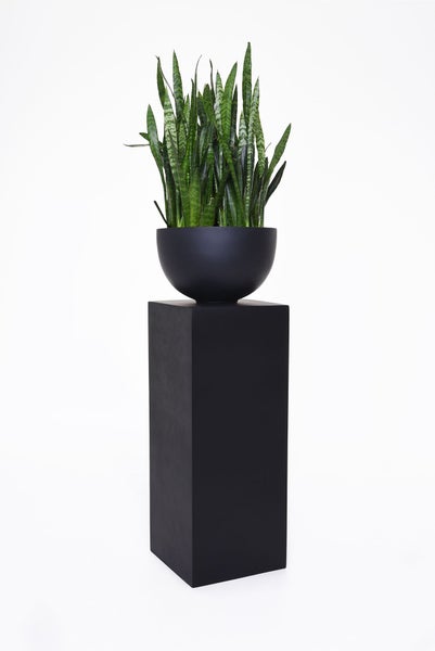 Sansevieria in schwarzer Pflanzschale auf einem schwarzen eckigen Podest