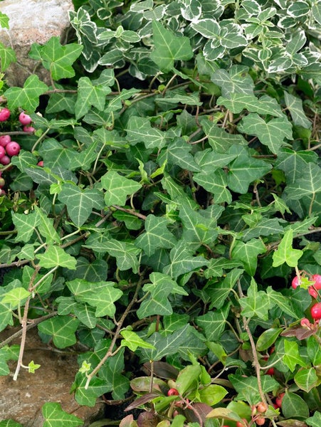 Hedera helix 'Plattensee', Efeu, immergrün, 100–125 cm