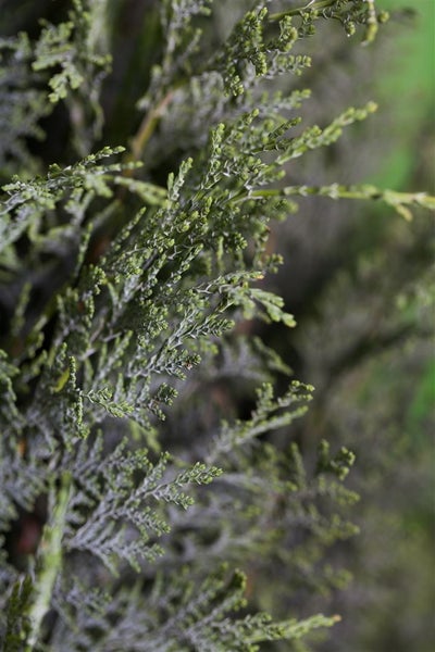 Chamaecyparis lawsoniana 'Columnaris', Blaue Säulenzypresse, 40–60 cm