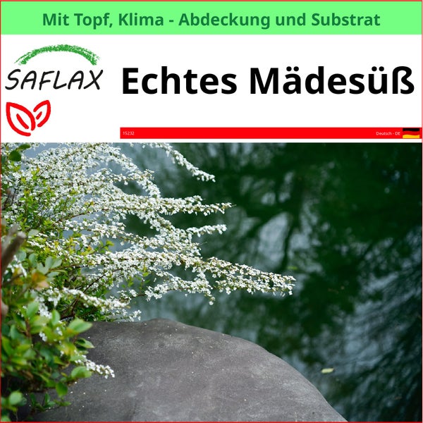 SAFLAX Garden to go - Echtes Mädesüß - Filipendula ulmaria - 500 Samen - Mit Topf, Klima - Deckel und Anzuchtsubstrat